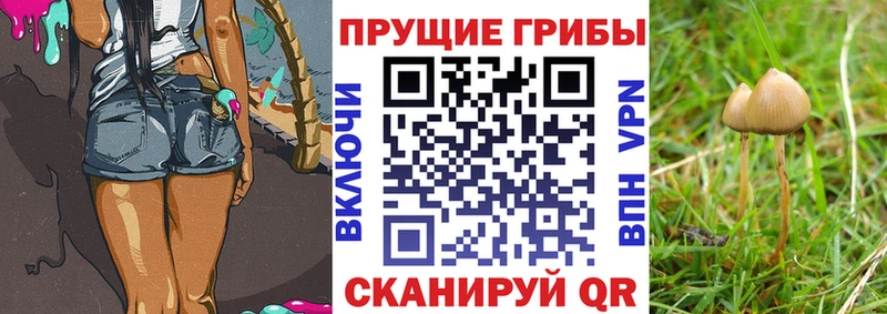 Псилоцибиновые грибы мицелий  как найти закладки  Будённовск 